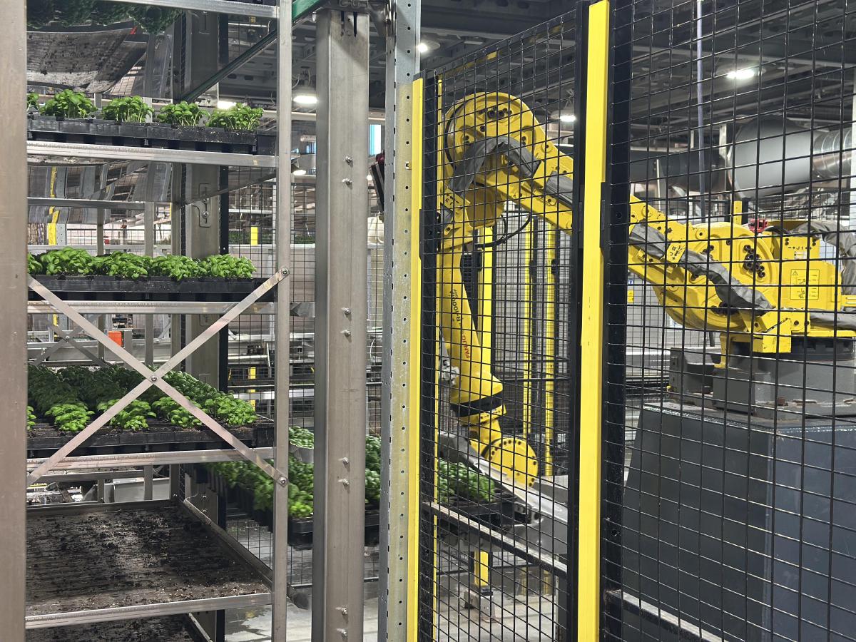 Soli Organic - Image 2