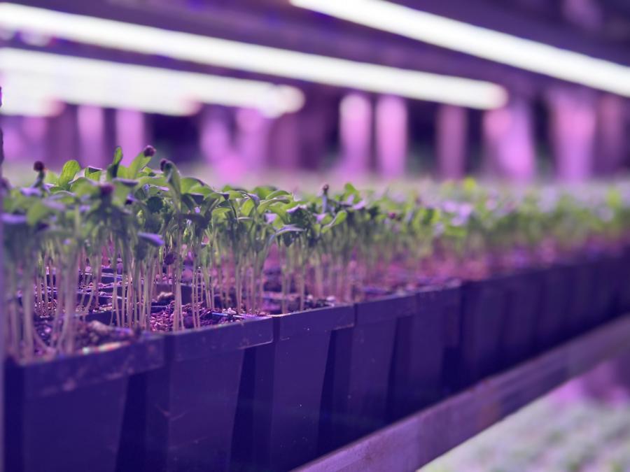 Fresh herbs standing