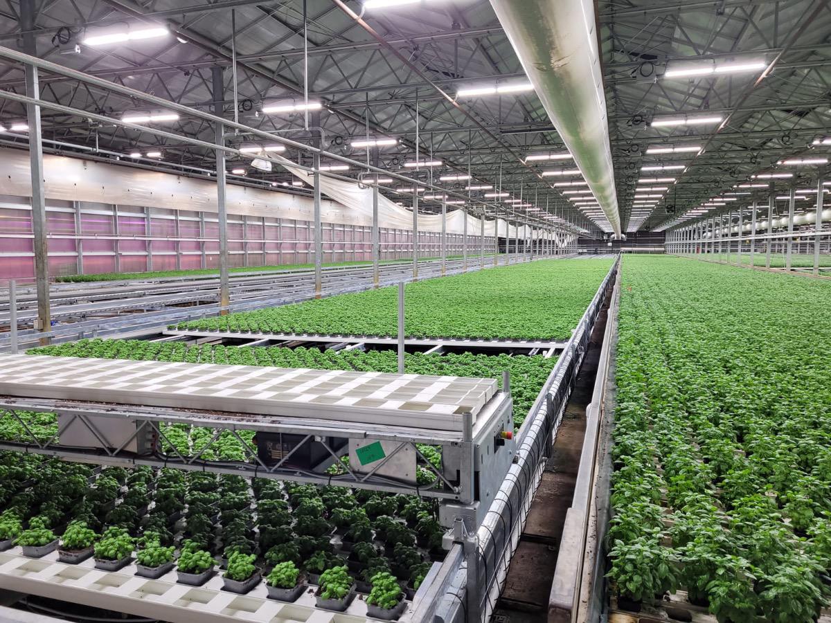 Soli Organic - Image 5