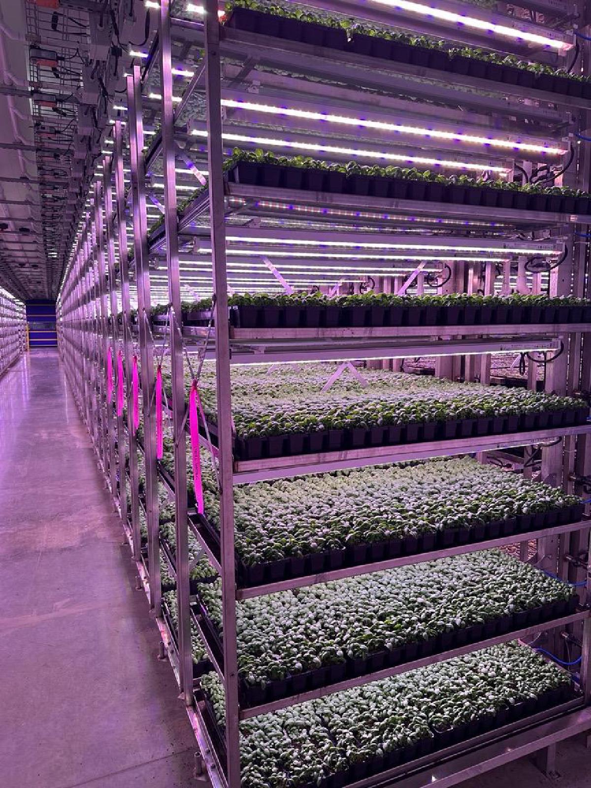 Carts and Stalls - Image 3