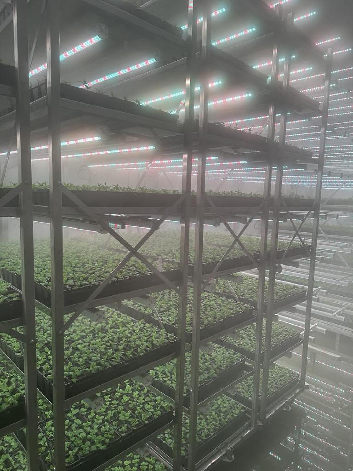 Soli Organic - Image 3