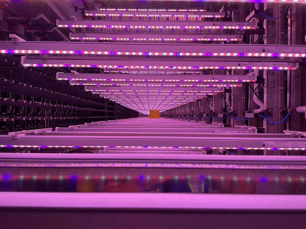 Soli Organic - Image 1