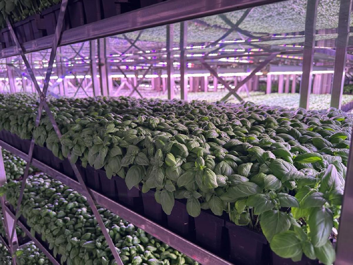 Carts and Stalls - Image 1