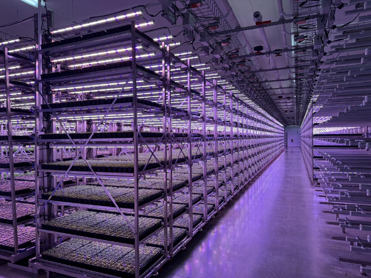 Carts and Stalls - Image 2