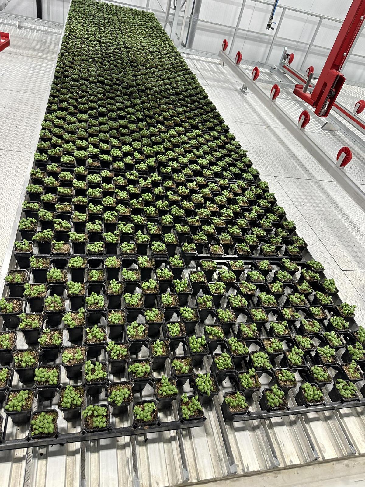 CreaSpacer™ - Image 1