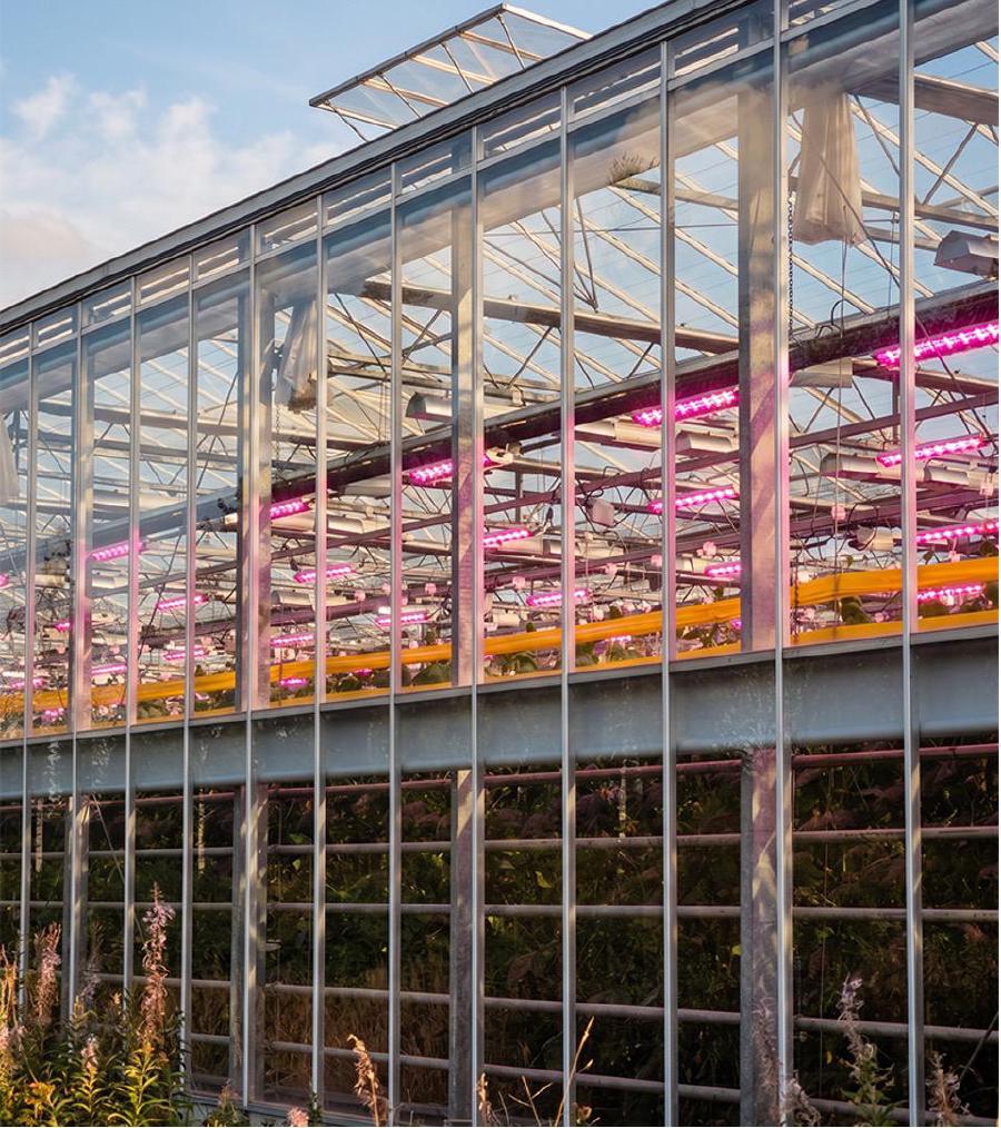 Glass greenhouse at dusk with pink LED grow lights over a cucumber crop